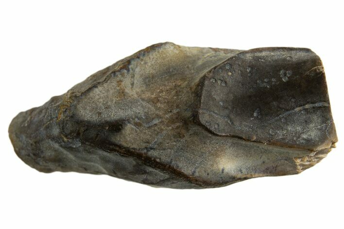 Fossil Dinosaur (Triceratops) Shed Tooth - Montana #332607